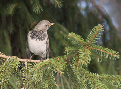 Svarthalsad trast [Dark-throated Thrush] (IMG_9544)