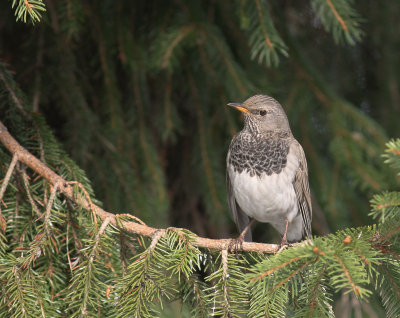 Svarthalsad trast [Dark-throated Thrush] (IMG_9559)