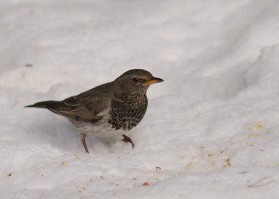 Svarthalsad trast [Dark-throated Thrush]  (IMG_9578)