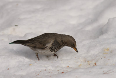 Svarthalsad trast [Dark-throated Thrush]  (IMG_9580)