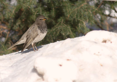 Svarthalsad trast [Dark-throated Thrush]  (IMG_9619)