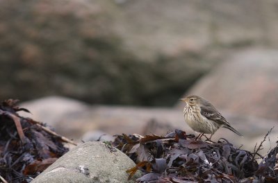 Hedpiplrka [Buff-bellied Pipit] (IMG_0041)