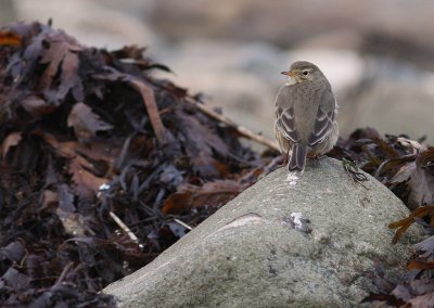 Hedpiplrka [Buff-bellied Pipit] (IMG_0132)