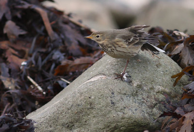 Hedpiplrka [Buff-bellied Pipit] (IMG_0191)