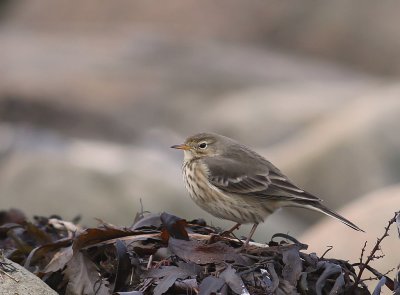 Hedpiplrka [Buff-bellied Pipit] (IMG_0223)