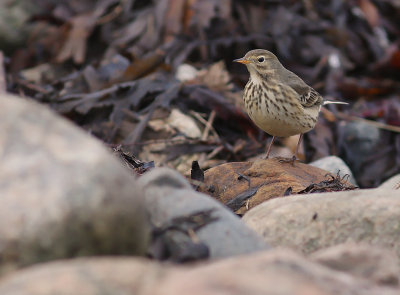 Hedpiplrka [Buff-bellied Pipit] (IMG_0230)