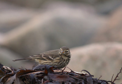 Hedpiplrka [Buff-bellied Pipit] (IMG_0325)