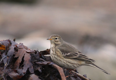 Hedpiplrka [Buff-bellied Pipit] (IMG_0349)