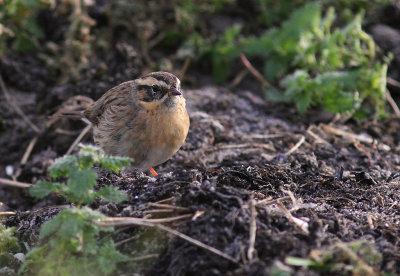 Svartstrupig jrnsparv [B-t Accentor] (IMG_2030)