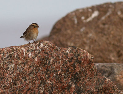 Svartstrupig jrnsparv [B-t Accentor] (IMG_2191)