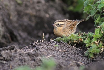 Svartstrupig jrnsparv [B-t Accentor] (IMG_2263)