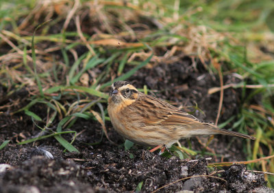 Svartstrupig jrnsparv [B-t Accentor] (IMG_2286)