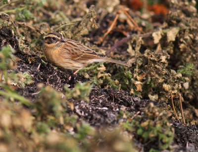 Svartstrupig jrnsparv [B-t Accentor] (IMG_2439)