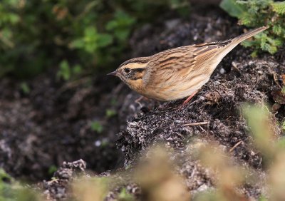 Svartstrupig jrnsparv [B-t Accentor] (IMG_2471)