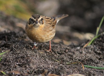 Svartstrupig jrnsparv [B-t Accentor] (IMG_2491)