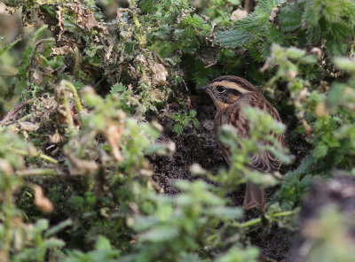 Svartstrupig jrnsparv [B-t Accentor] (IMG_2501)