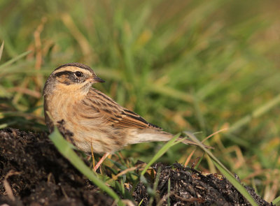 Svartstrupig jrnsparv [B-t Accentor] (IMG_2525)