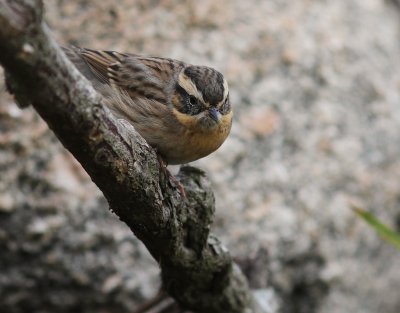 Svartstrupig jrnsparv [B-t Accentor] (IMG_2820)