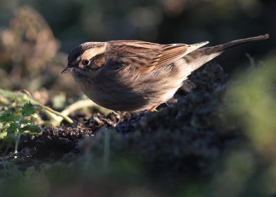 Svartstrupig jrnsparv [B-t Accentor] (IMG_3101)