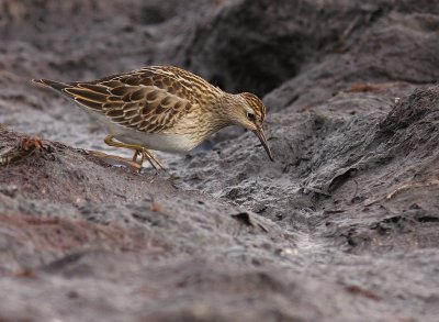 Tuvsnppa [Pectoral Sandpiper] (IMG_4962)