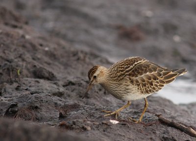 Tuvsnppa [Pectoral Sandpiper] (IMG_5027)