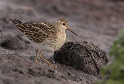 Tuvsnppa [Pectoral Sandpiper] (IMG_5049)