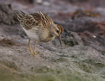 Tuvsnppa [Pectoral Sandpiper] (IMG_5060)