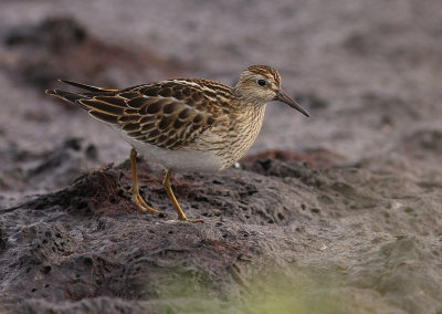 Tuvsnppa [Pectoral Sandpiper] (IMG_5065)