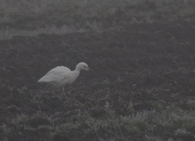Kohger [Cattle Egret] (IMG_9464)