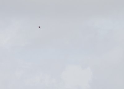 rnvrk [Long-legged Buzzard] (IMG_2023)