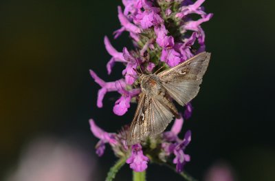 Gammafly (IMG_4796)