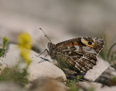 Sandgräsfjäril (IMG_6564)