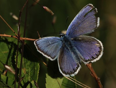 Ljungblvinge (IMG_9956)