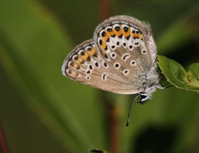 Hedblåvinge (IMG_9957)