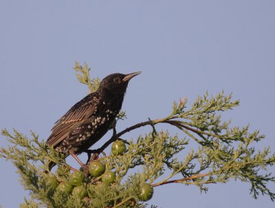 Stare [Common Starling] (IMG_6533)