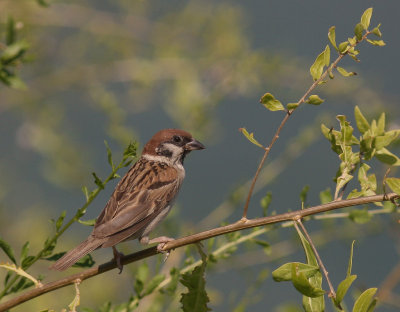 Pilfink [Eurasian Tree Sparrow]  (IMG_6589)