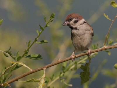 Pilfink [Eurasian Tree Sparrow]  (IMG_6594)