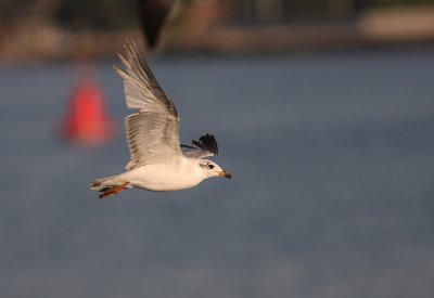Svarthuvad ms [Mediterranean Gull] (IMG_6847)