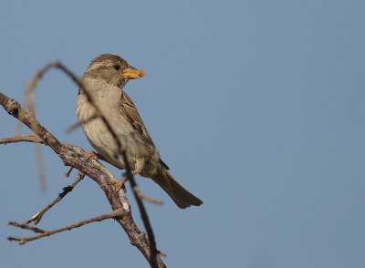 Grsparv [House Sparrow] (IMG_6900)