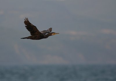 Storskarv [Great Cormorant] (IMG_6944)