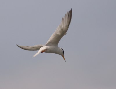 Smtrna [Little Tern] (IMG_7307)