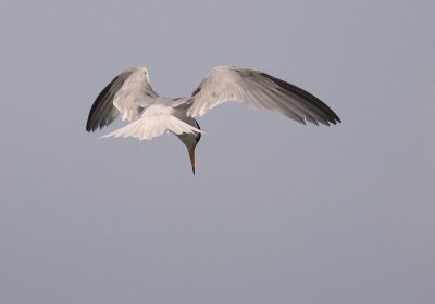 Smtrna [Little Tern] (IMG_7309)