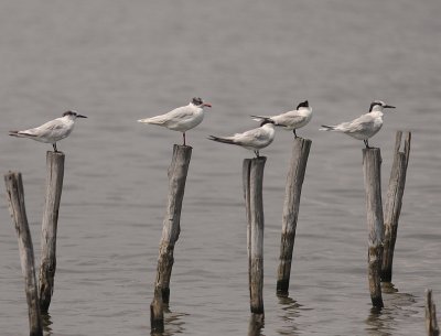Fglar i Vstra Palearktis/Birds in WP