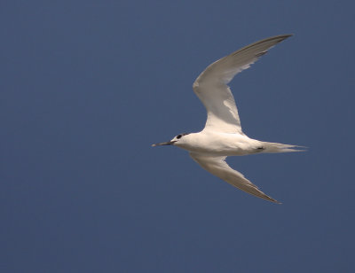 Kentsk trna [Sandwich Tern] (IMG_7718)