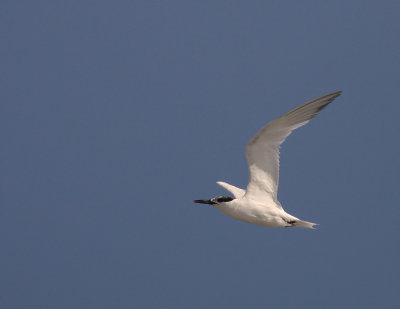 Kentsk trna [Sandwich Tern] (IMG_7721)