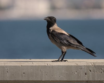 Krka [Carrion Crow] (IMG_7730)