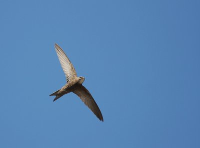 Blek tornseglare [Pallid Swift] (IMG_0084)