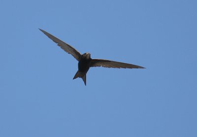 Tornseglare [Common Swift] (IMG_0093)