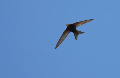 Tornseglare [Common Swift] (IMG_0112)