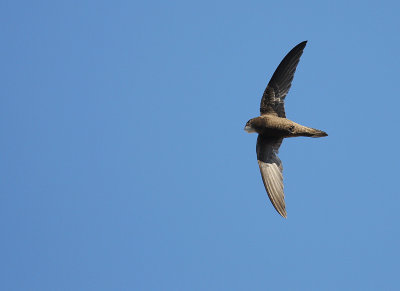 Blek tornseglare [Pallid Swift] (IMG_0148)